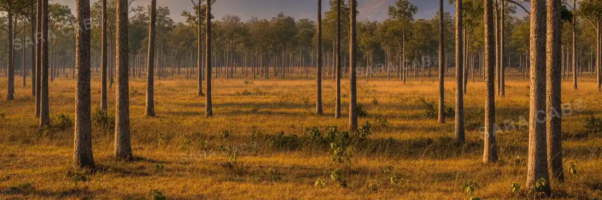 Teak forest and grassland in the Bandipur Tiger Reserve