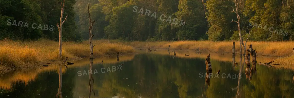 Forest and backwater at the edge of the Nagarahole reserve