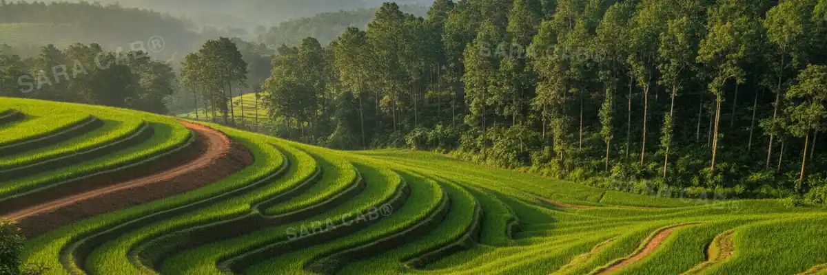 Terraced paddy and forest edge on the Wayanad plateau