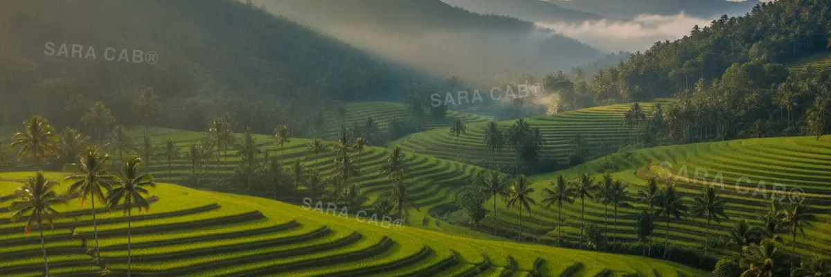 Paddy terraces and forested hills on the Wayanad plateau
