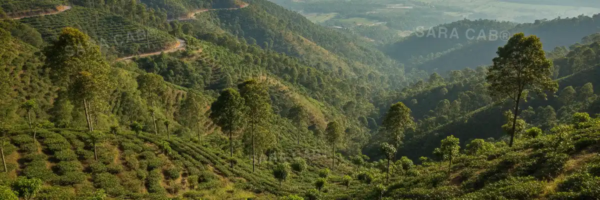 Coffee slopes and misty hills in the Shevaroy range at Yercaud